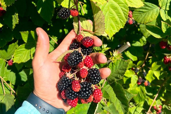 Receso Invernal de Berries